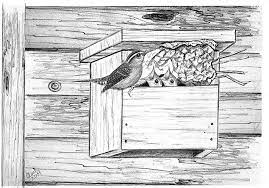 Ina Wrens Like For A Nesting Box