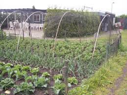 Attach Bird Netting Over Fruit Trees