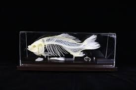 Real Fish Skeleton Fish Bone With Base