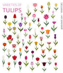 Tulip Varieties Flat Icon Set Garden