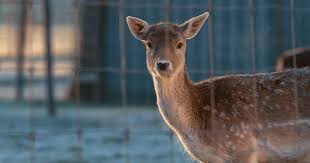Deer Proof Fencing For Your Yard Or Garden