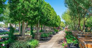 Grapevine Tx Moon Valley Nurseries
