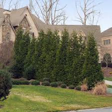 Brighter Blooms 3 Gal Thuja Green Giant Evergreen Trees
