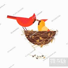 Cute Red Northern Cardinal Birds Couple