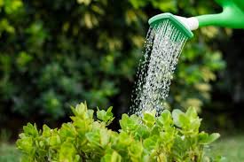 Garden Irrigation Services Canberra