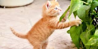 15 Houseplants That Are Toxic To Cats