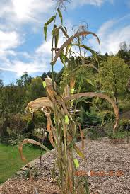 Nine Ears Of Corn From A Single