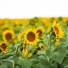 Sunflowers Are Blanketing North Dakota