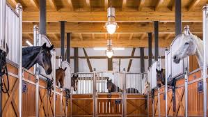 Stabled Horses How To Keep Them Happy