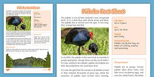 New Zealand Native Birds