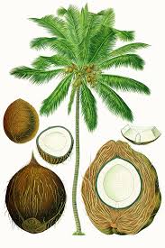 Coconut Wikipedia
