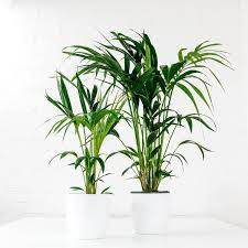 Pet Friendly Houseplants Safe For