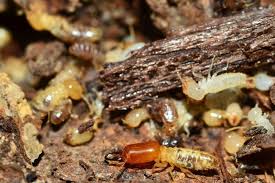 Termites In Mulch Here S What You