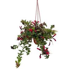 Garden Plants Best Plants For Your