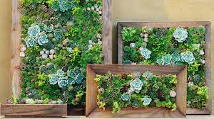 Succulents Vertical Succulent Gardens