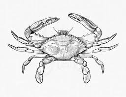 Crab Line Art Clipart Blue Crab Sea