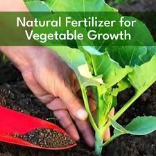 Vegetable Fertilizer Organic For Home