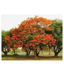 Delonix Regia Flame Tree Plant With