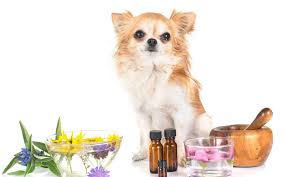 Essential Oils For Dogs Harmful Or