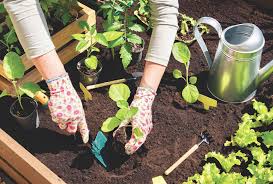 Gardening For A Lower Food Bill