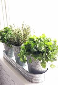 Indoor Herb Garden From Seeds