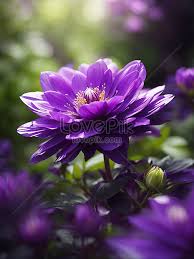 Free Photo Beautiful Purple Flower In