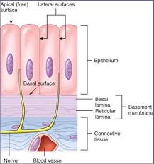 Basal Lamina And Fibrous Lamina