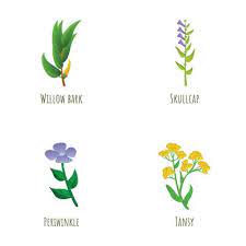 Botanical Herbs Vector Art Icons And