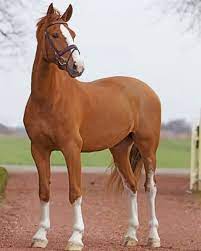 Chestnut Horse Animals Paint By