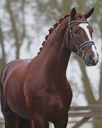 Chestnut Warmblood Horse Animals Paint