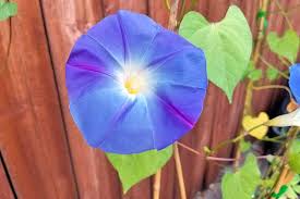 Plant And Grow Morning Glory Flowers