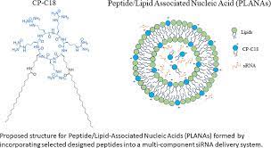 Peptide Lipid Associated Nucleic Acids