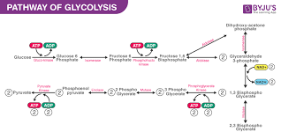 Definition And Glycolysis Pathway