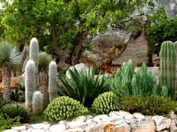 Defensive Landscaping 5 Plants To