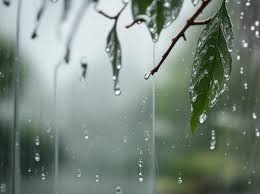 Window Glass With Tree Background