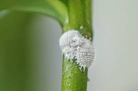 10 Houseplant Pests And How To Stop