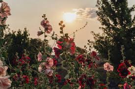 The Most Beautiful Summer Autumn Garden