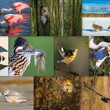 Ten Wildlife Photographers Zoom In On