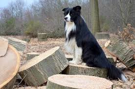 How To Manage Border Collie Shedding
