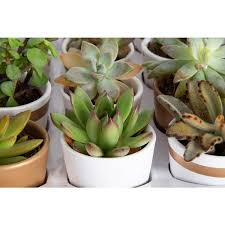 Mini Indoor Succulent Plants In 2 In Ceramic Pots And Tray Avg Height 2 In Tall 24 Pack