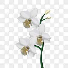 White Orchid Png Transpa Images