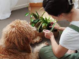 Dog Safe Plants Your Go To Guide