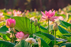 50 Beautiful Flowers That Will