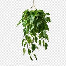 Hanging Plants Png Images Free