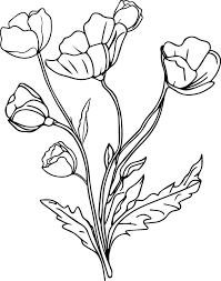 Poppy Flower Vector Clipart Poppy