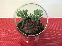 Succulent Plant Glass Pedestal