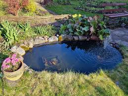 Beautiful Pond In Garden With Waterlily