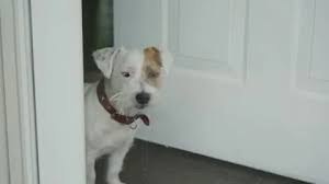 Dog At Door Stock Footage Royalty