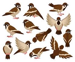 Cartoon Sparrow Bird Cute Little