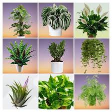 30 Most Popular Houseplants For Your